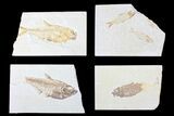 Lot: Green River Fossil Fish - Pieces #84130-1